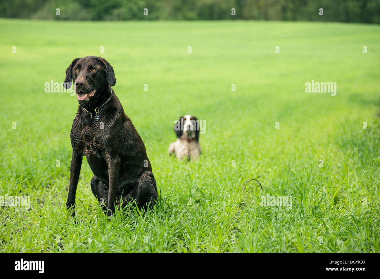 Two hunting dogs on a green field Stock Photo