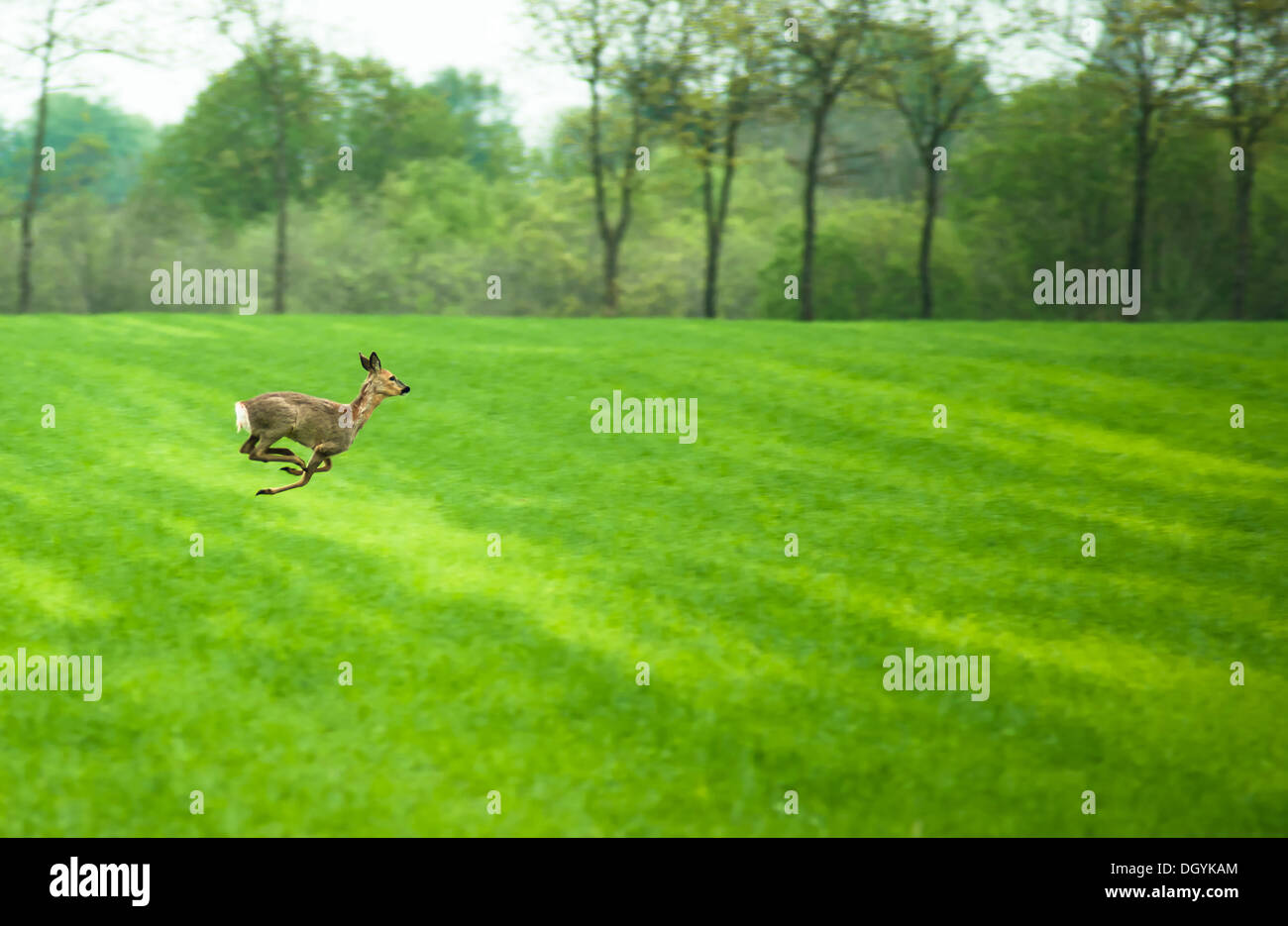 Deer running across a field in daytime Stock Photo Alamy