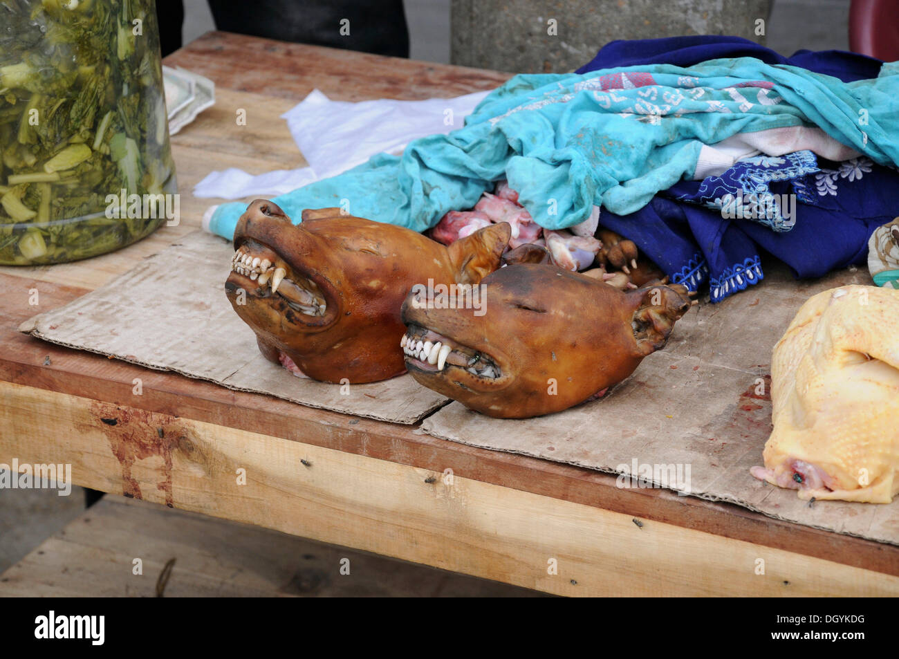 Dog heads, business, Van Long, Vietnam, Southeast Asia, Asia Stock Photo