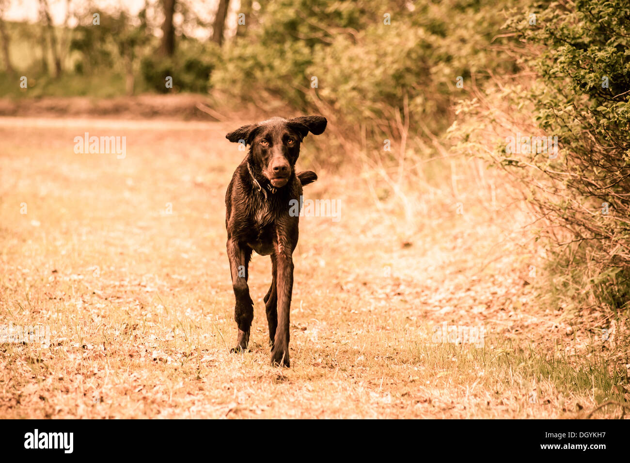 Cute labrador dog running on a meadow Stock Photo