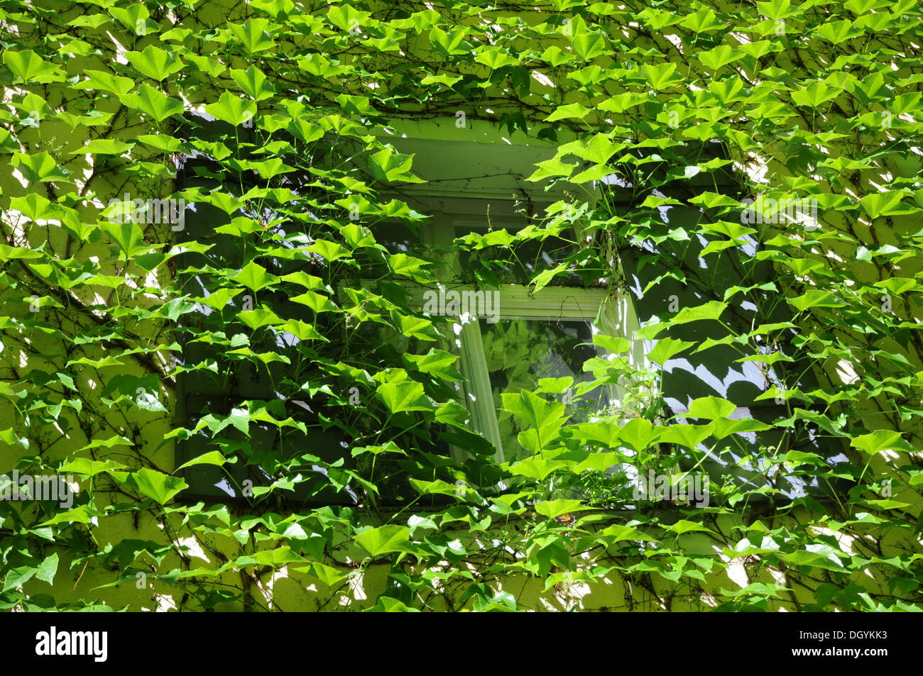 Japanese creeper japanese creeper hires stock photography and images