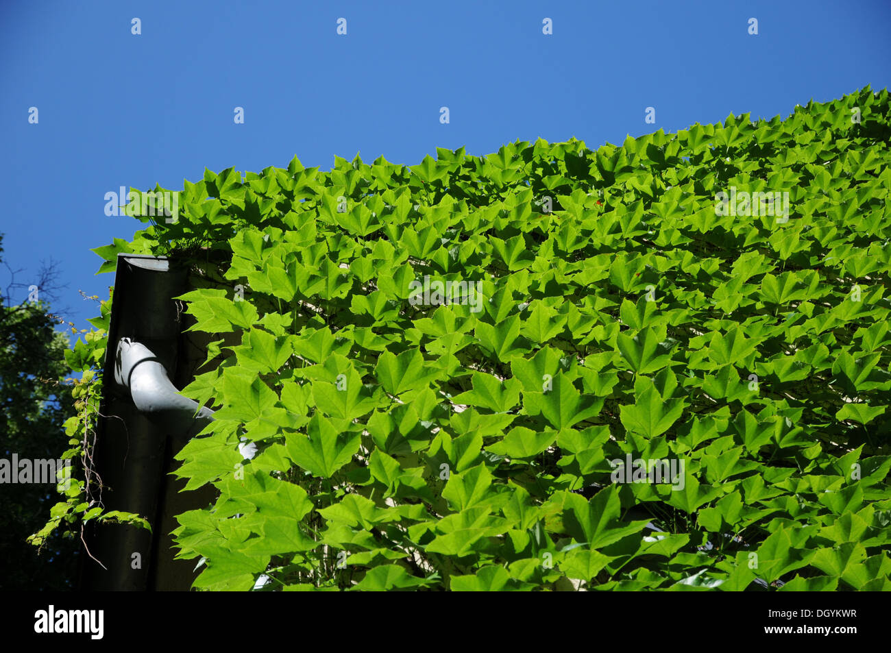 Japanese creeper leaves hires stock photography and images Alamy