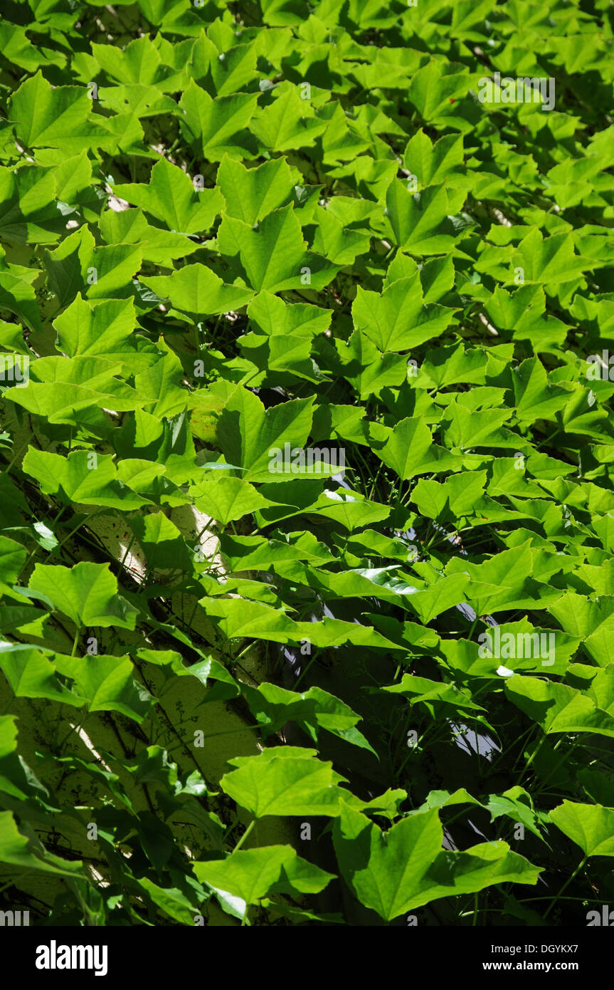 Japanese creeper japanese creeper hires stock photography and images
