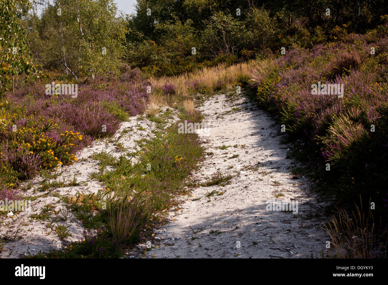 Management of heathland for reptiles, by ARC on Dunyeats Hill, Dorset. Stock Photo
