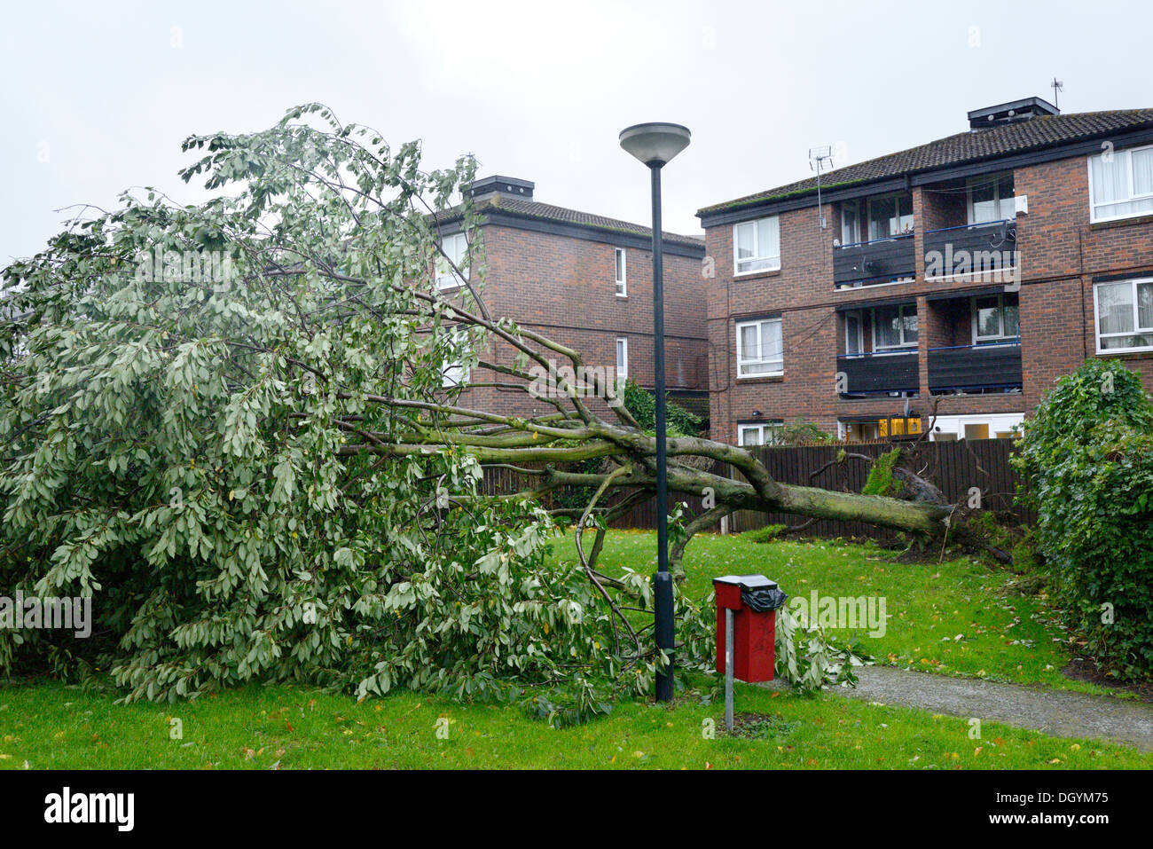 80mph winds,Fallen trees near homes,St Judes Storm,UK,England,London,Thamesmead Stock Photo