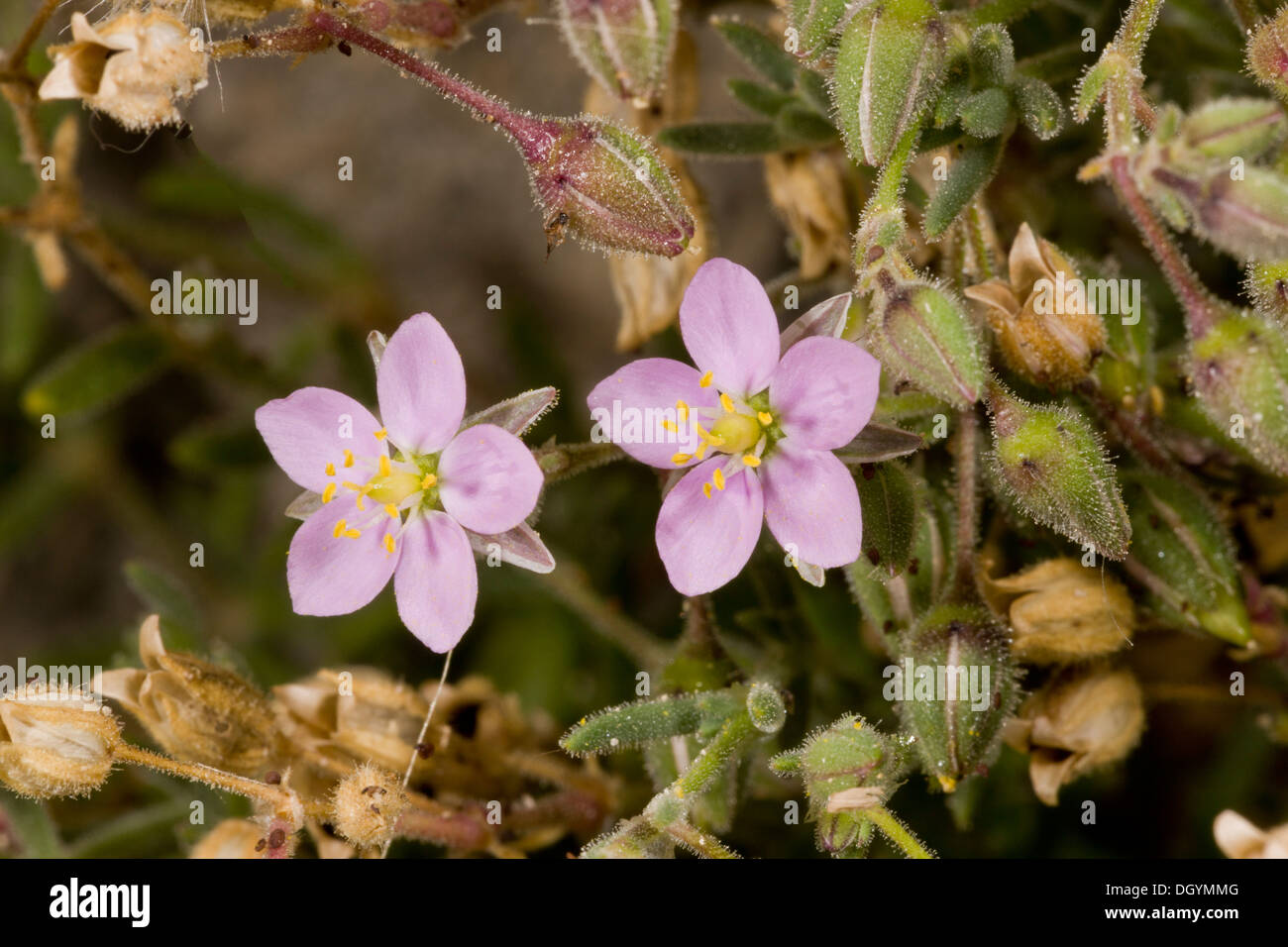 Rock Sea-Spurrey, Spergularia rupicola in flower, Dorset coast. Stock Photo
