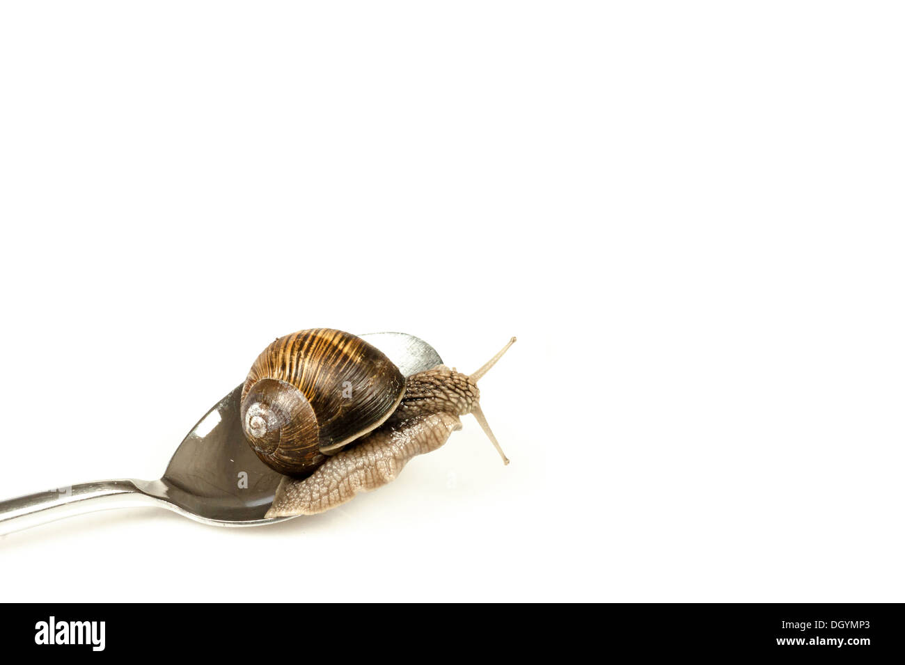 Escargot snail climbing on a spoon Stock Photo