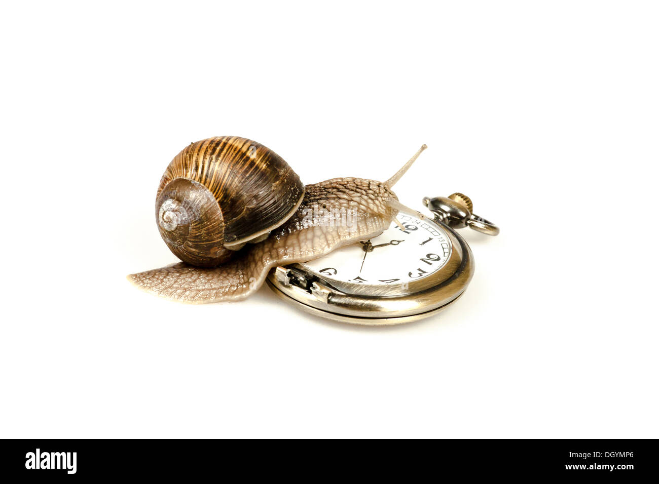 Classic escargot Cut Out Stock Images & Pictures Alamy