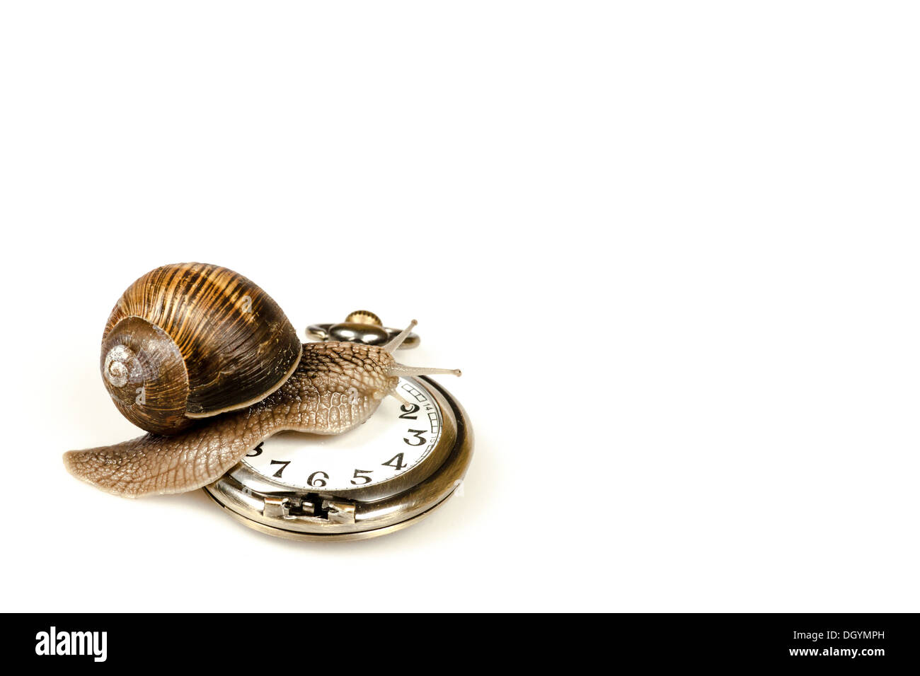 Macro photo snail on Cut Out Stock Images & Pictures - Alamy
