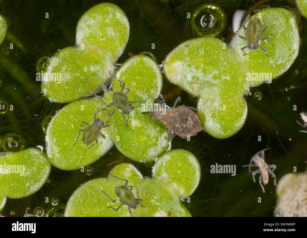 Water-lily aphid, Rhopalosiphum nymphaeae on Common Duckweed. Garden pond, Dorset. Stock Photo
