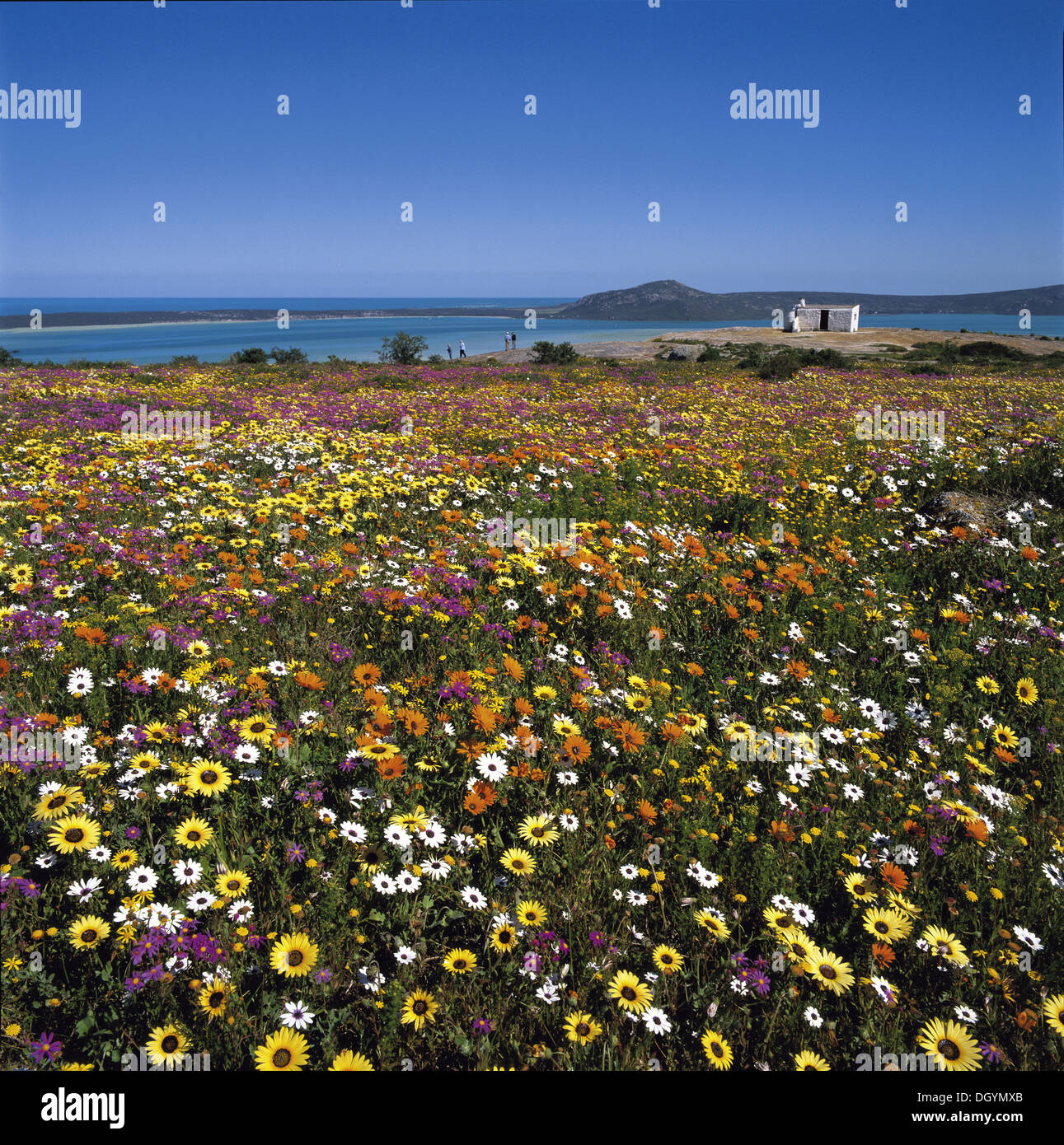 A mix of colour carpets the fields of Langebaan as the different species of Namaqualand daisies show their glory during the Stock Photo
