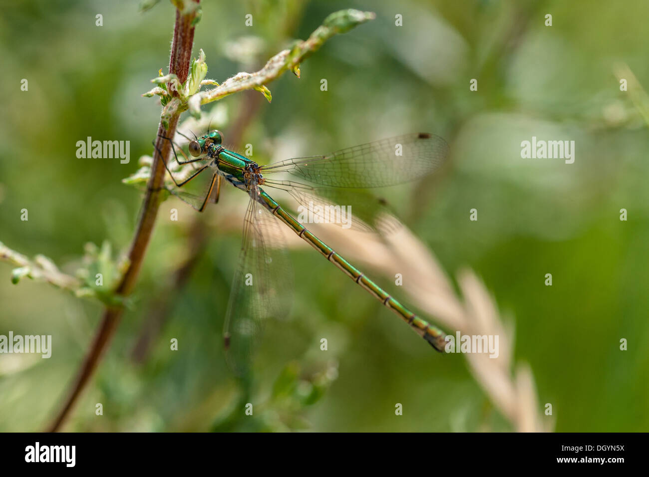Green damselfly sitting on a green leaf Stock Photo - Alamy