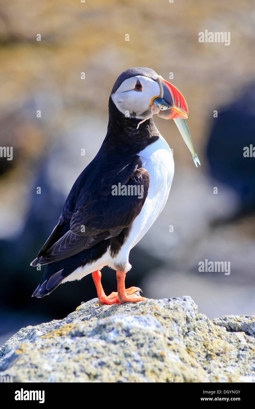 Atlantic Puffin (Fratercula arctica) with prey, Iceland, Europe Stock Photo