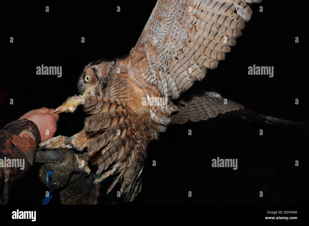 A Great Horned Owl On Falconers Glove At Night Feeding.(Bubo virginianus) Stock Photo