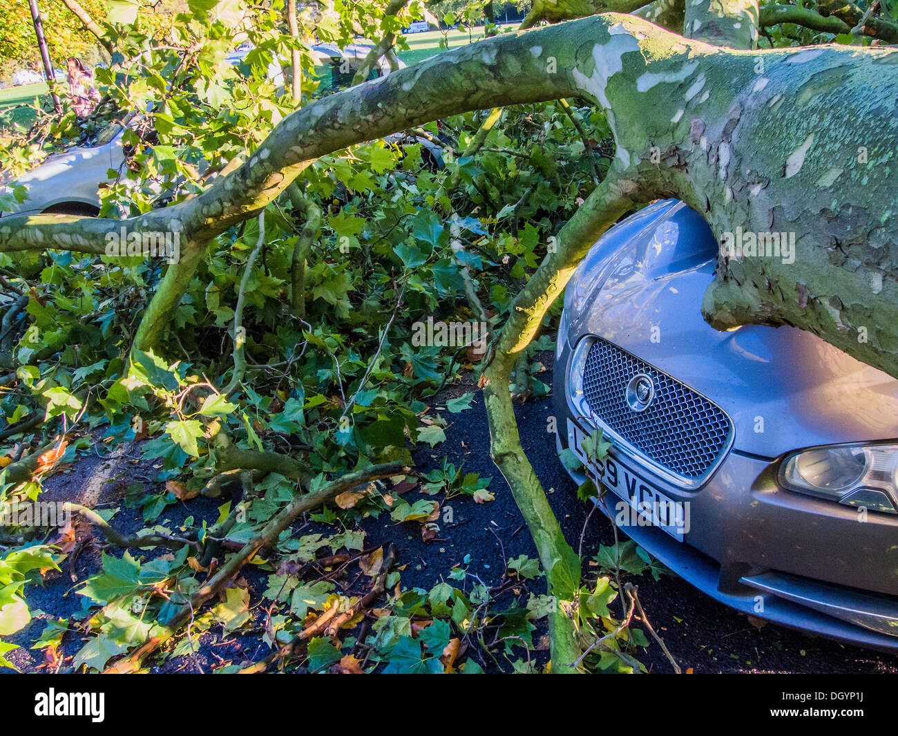Nightingale Lane, Clapham, London, UK  . 28th Oct, 2013. Part of a tree falls on a Jaguar saloon car as a result of the storm. The interior of the car appears undamaged so it is presumed the occupants abandoned their car as it is not in a parking space but in the middle of its lane. Another car in a parking space across the road is also damaged. Commuters and school children, on their way to a delayed Northern Line at Clapham South, stop to look and take pictures.The storm, called St Jude, brought the windiest weather to hit the UK since 1987. Credit:  Guy Bell/Alamy Live News Stock Photo