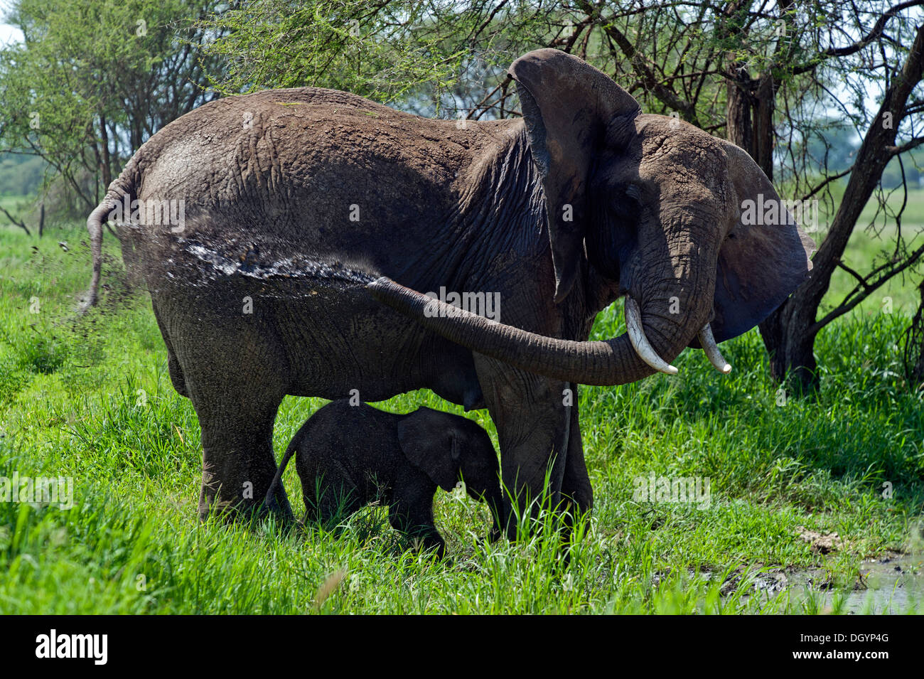 Female African elephant (Loxodonta africana) spaying herself and its baby with mud in Tarangire National Park, Tanzania Stock Photo