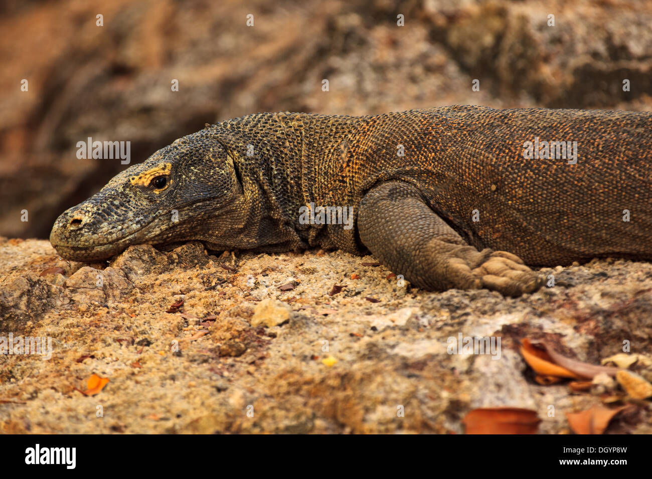 Closeup of Komodo Dragon (Varanus komodoensis) Watching Photographer Taking Picture in Pulau Rinca Island Indonesia Asia Stock Photo