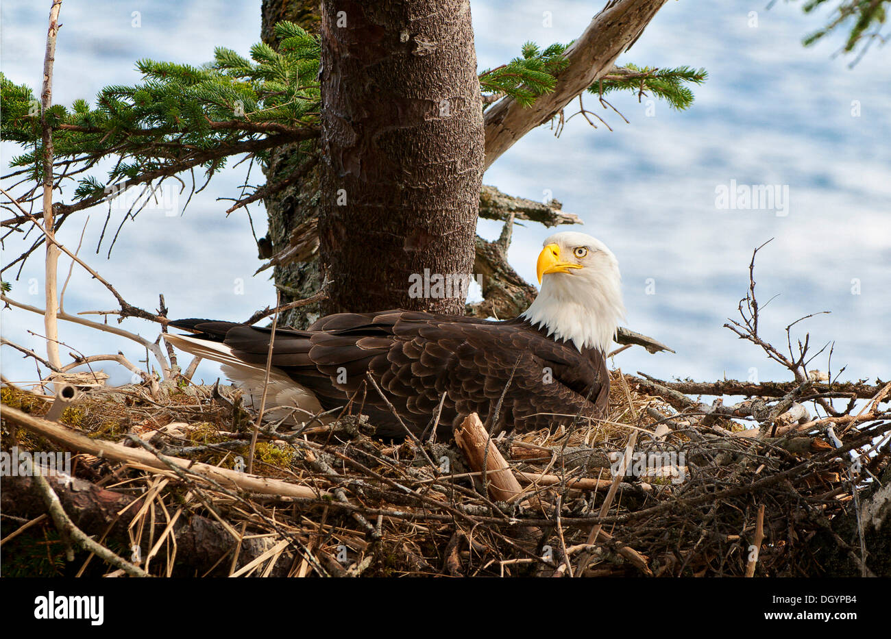A nesting American Bald Eagle (Haliaeetus leucocephalus), Prince William Sound, Alaska, United States Stock Photo