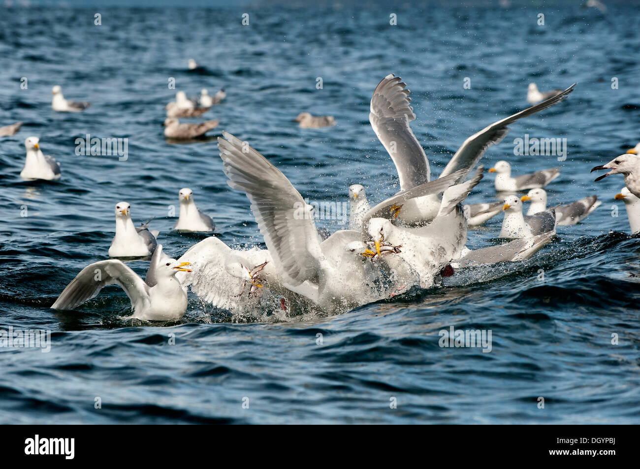 Glaucous-winged gulls (Larus glaucescens) feed on herring in the Gulf of Alaska Stock Photo