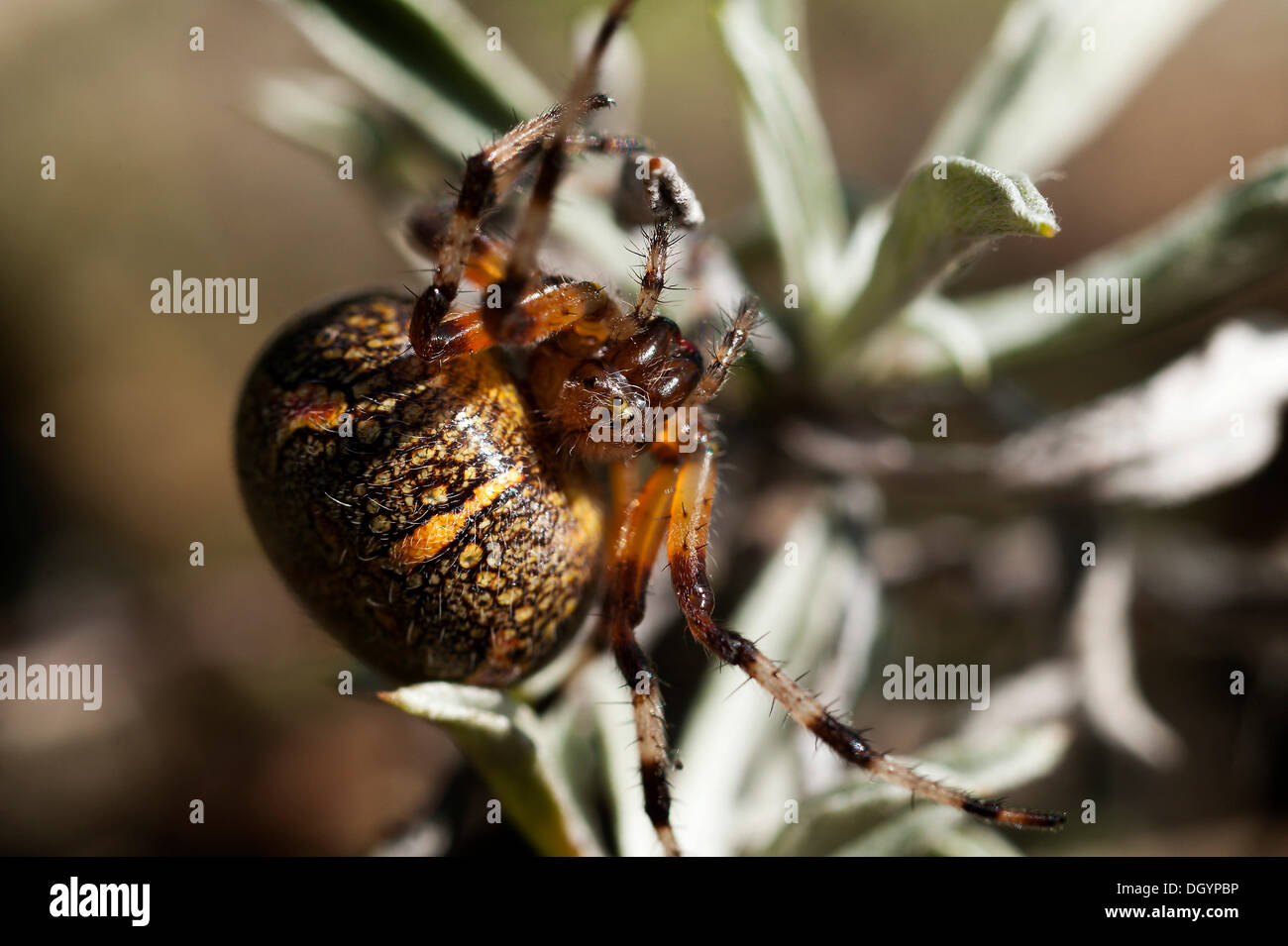An Orb Weaver Spider (Araneidae), Alaska Stock Photo Alamy