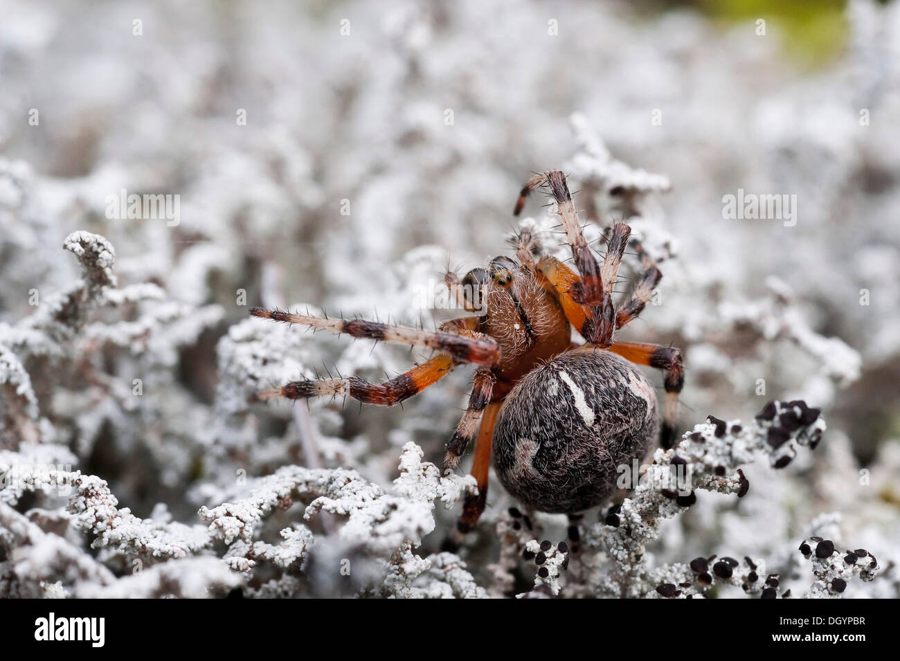 An Orb Weaver Spider (Araneidae), Alaska Stock Photo Alamy