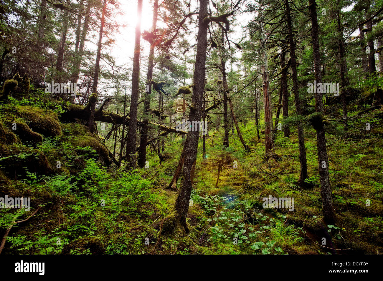 Coastal rainforest, Alaska Stock Photo Alamy