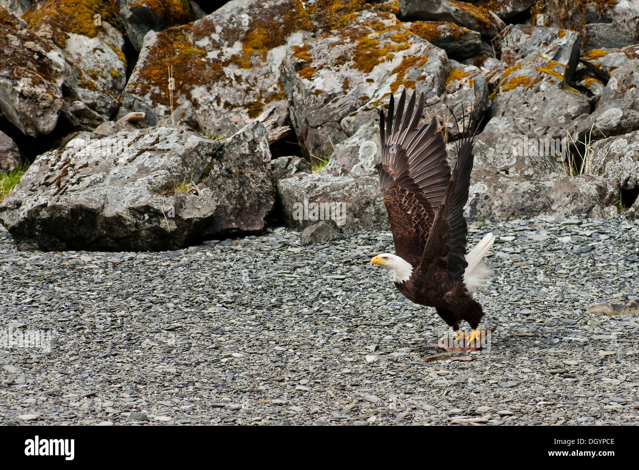 An American Bald Eagle (Haliaeetus leucocephalus) grabs a fish, Prince William Sound, Alaska, United States Stock Photo