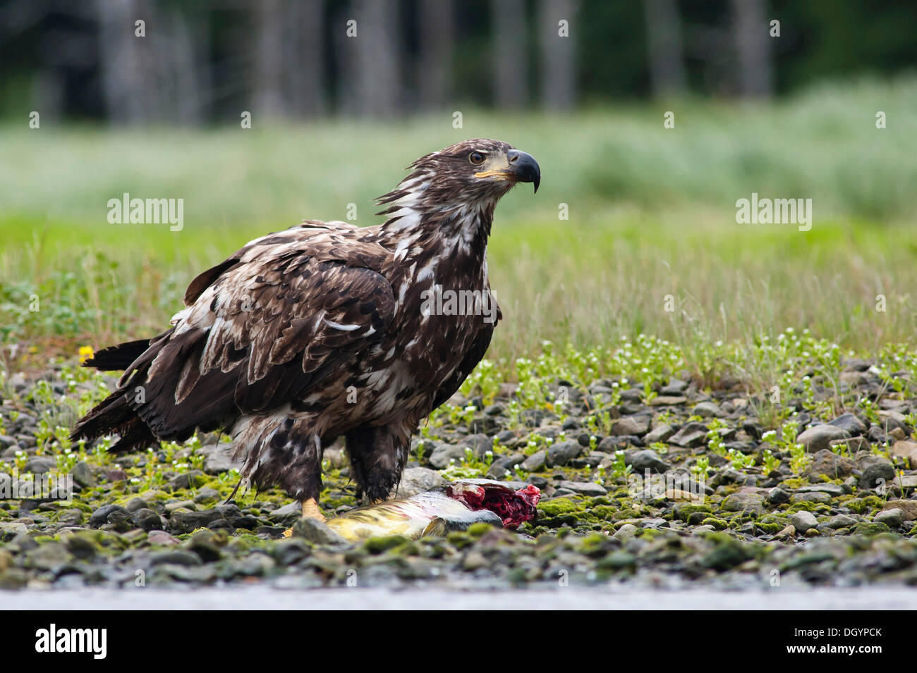 An immature American Bald Eagle (Haliaeetus leucocephalus) feeds on salmon, Alaska, United States Stock Photo