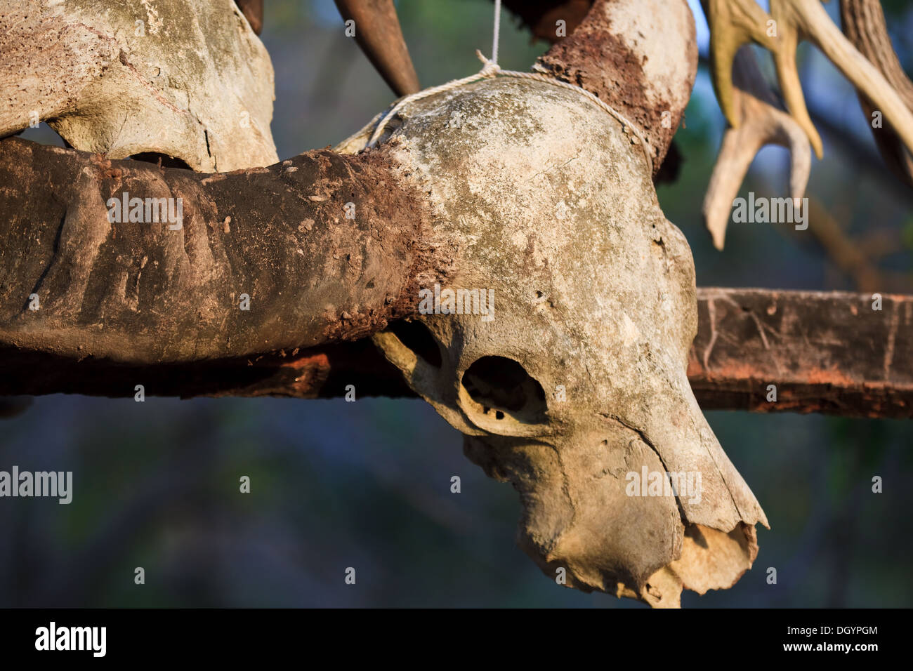 Deer bones hi-res stock photography and images - Alamy