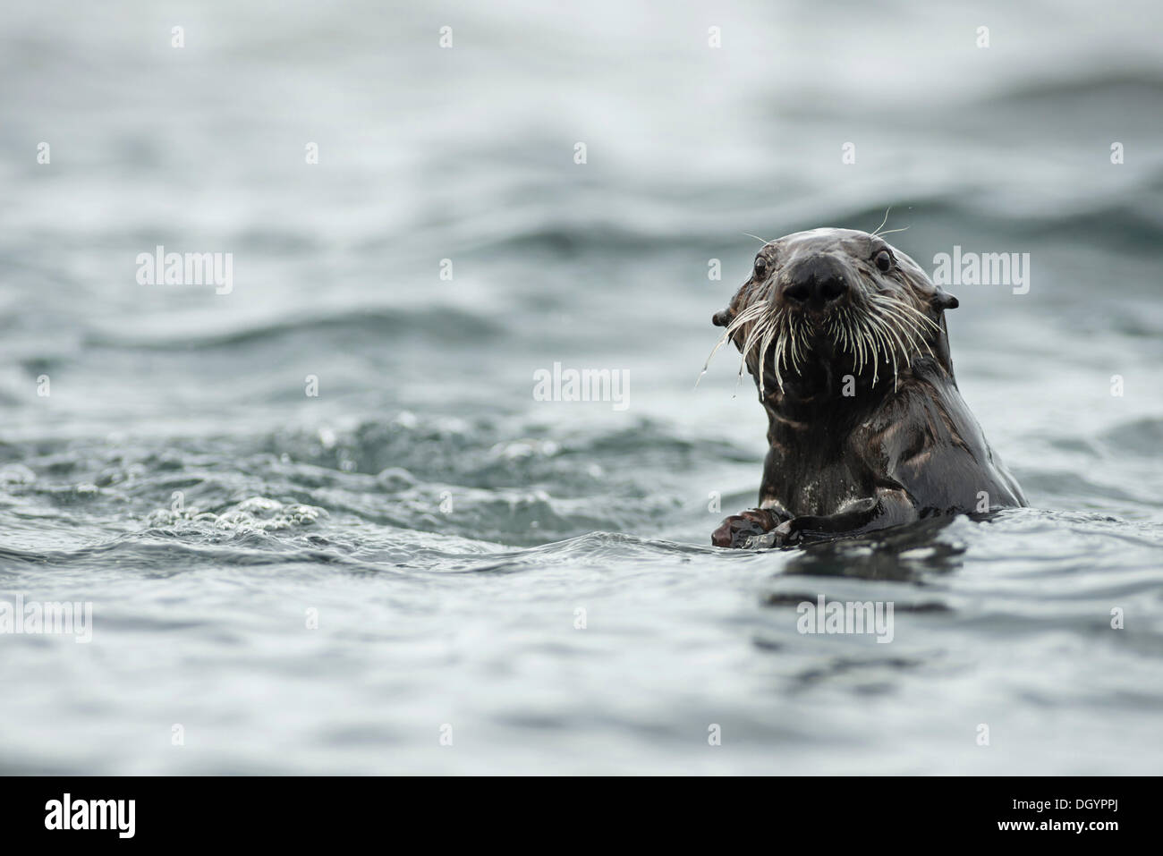 Sea otter (Enhydra lutris), Barry Arm, Prince William Sound, Anchorage, Alaska, United States Stock Photo