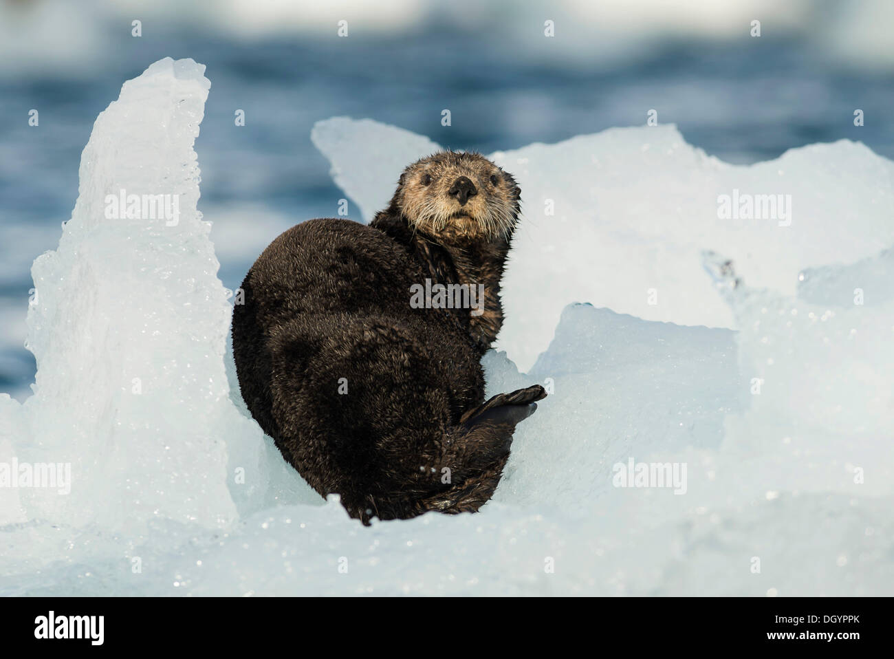 Sea otter (Enhydra lutris), Barry Arm, Prince William Sound, Anchorage, Alaska, United States Stock Photo
