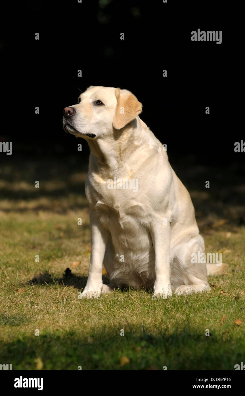 Blonde Labrador-Retriever sitting on a meadow Stock Photo