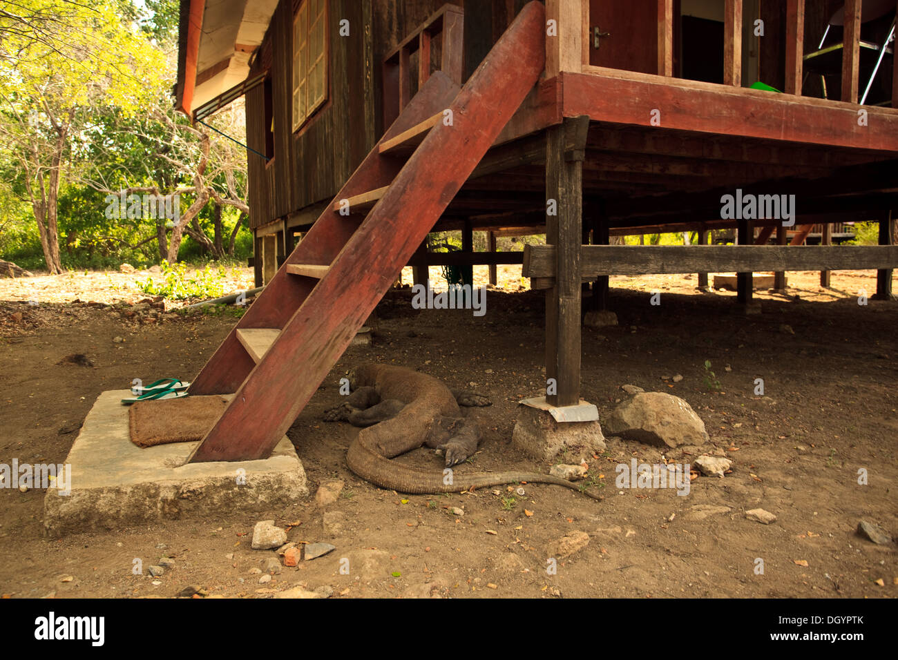 Komodo Dragon Scurries Away Under House in Pulau Rinca, Indonesia Stock Photo