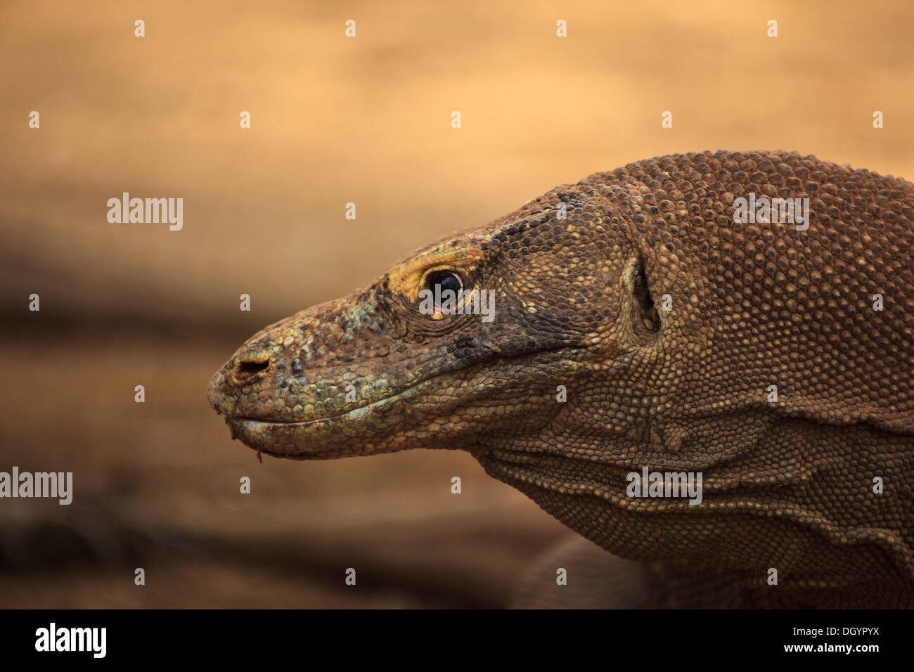 Closeup of Head and Gular Pouch of Komodo Dragon (Varanus komodoensis) in Pulau Rinca Indonesia Stock Photo