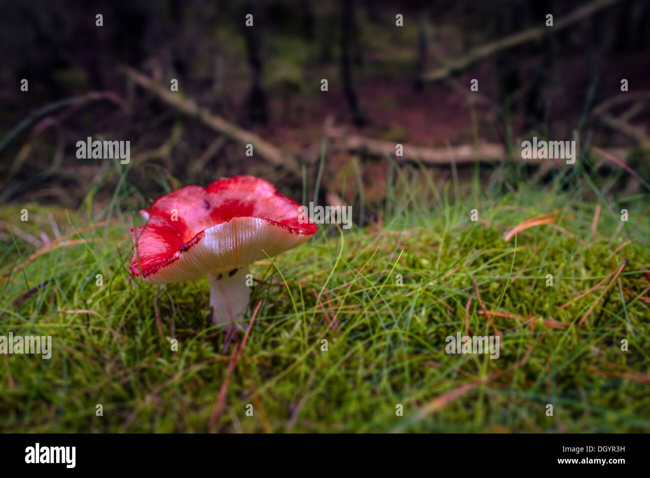 Red fungus mushroom on the forest floor Stock Photo - Alamy