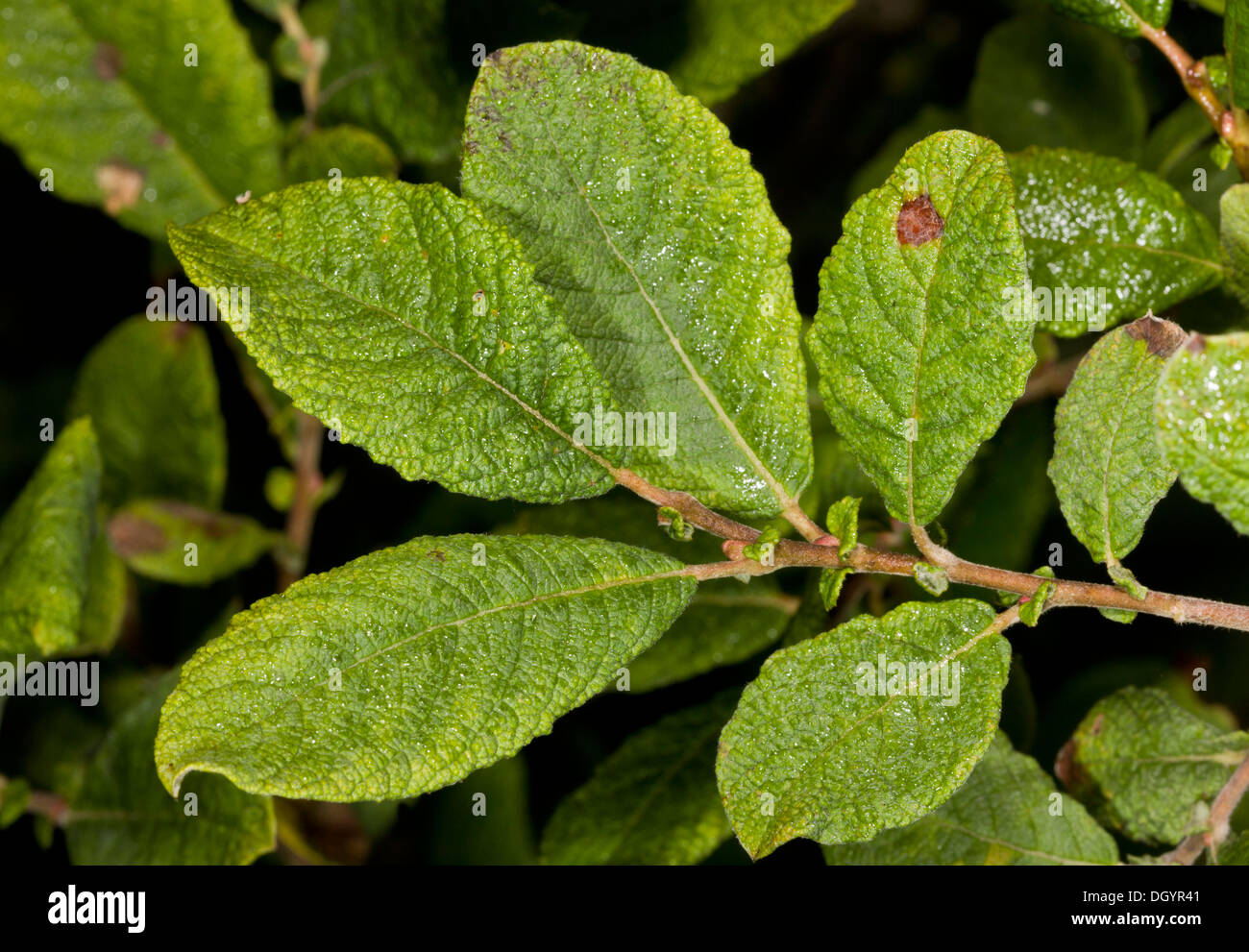 Eared Willow, Salix aurita showing wrinkled leaves and persistent stipules. Devon Stock Photo