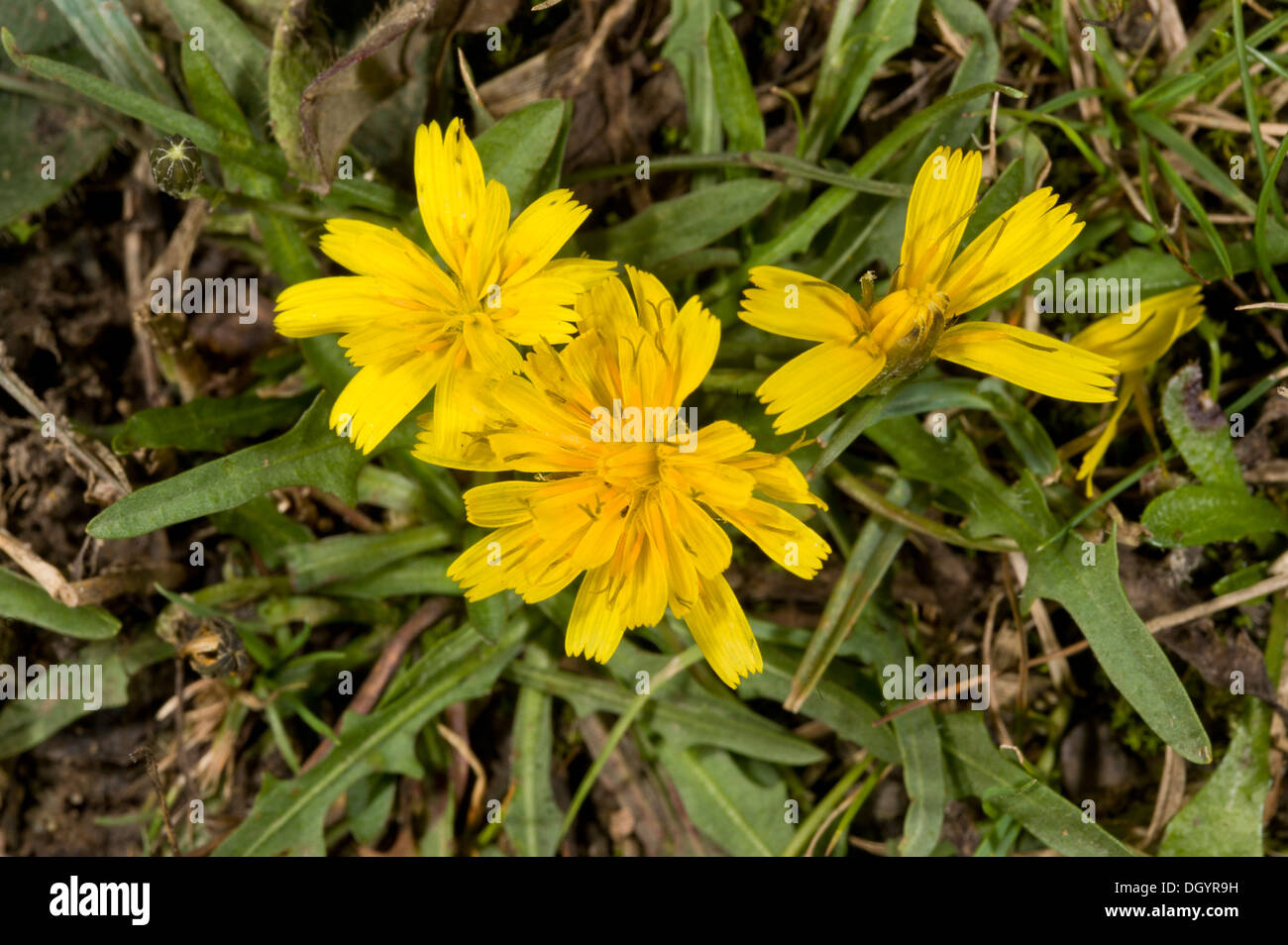 Lesser Hawkbit, Leontodon saxatilis, in flower in grassland in autumn. Hants Stock Photo