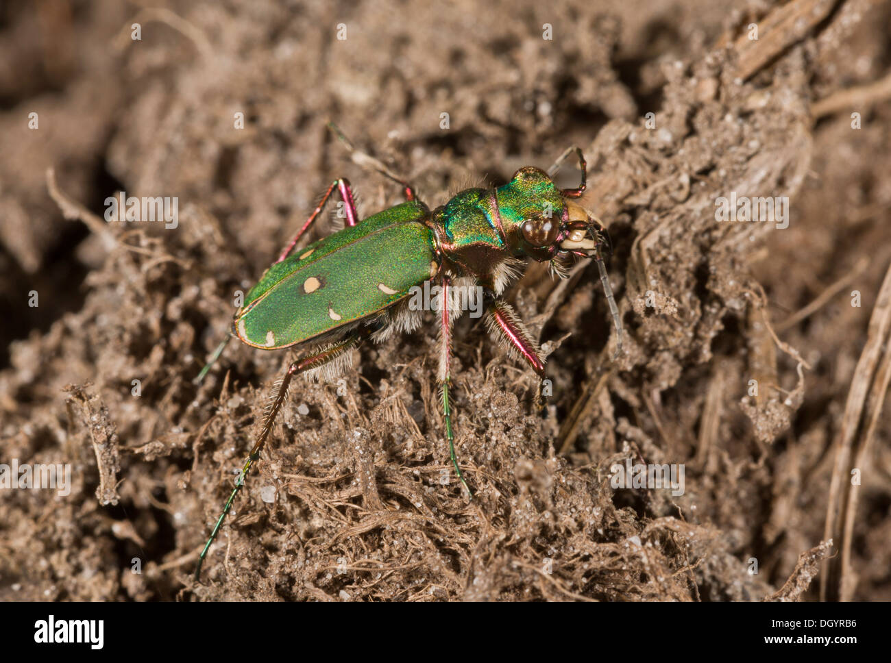 Green Tiger Beetle, Cicindela campestris on heathland, New Forest. Stock Photo