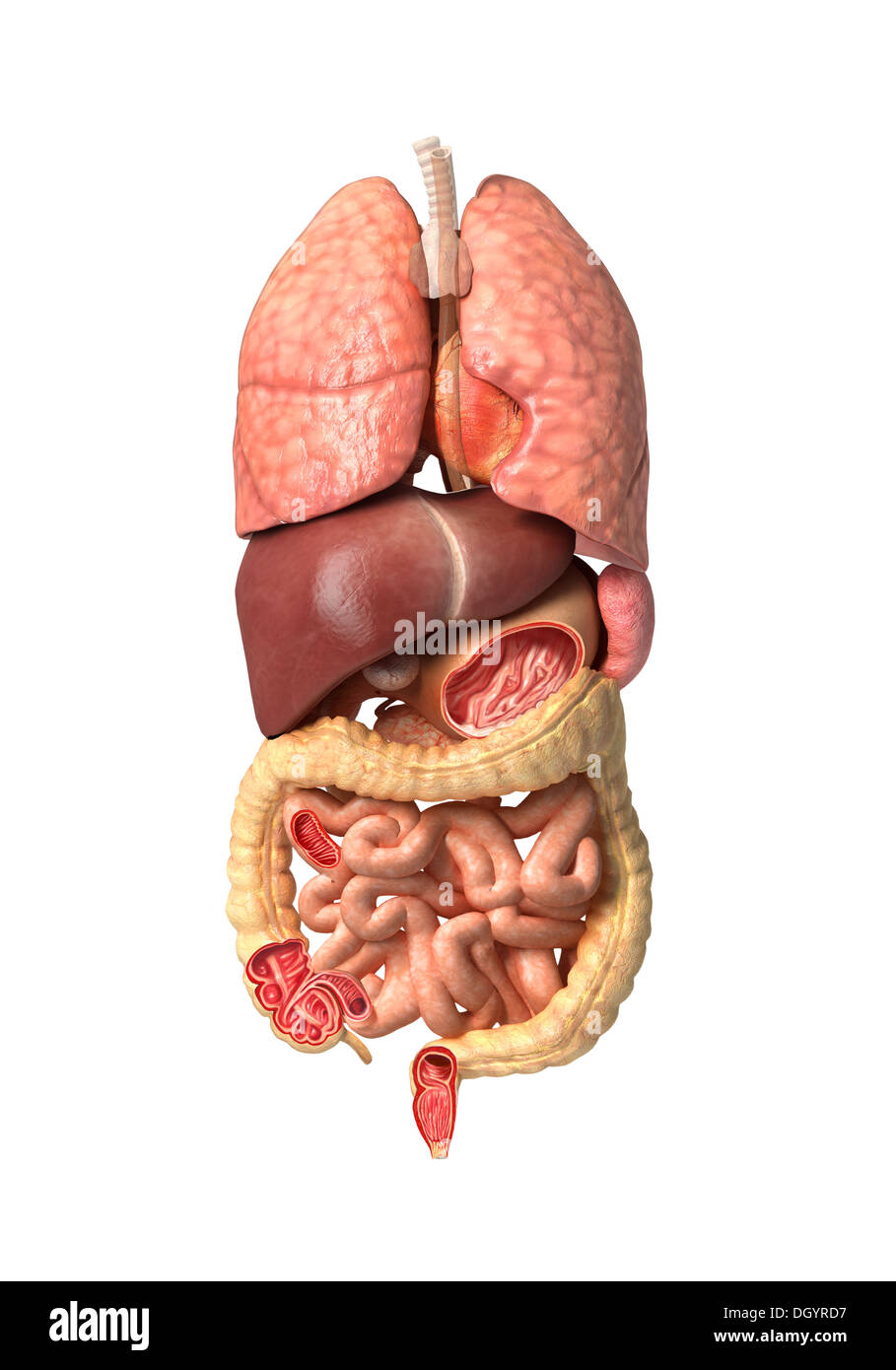 Human male anatomy, internal organs alone, full Respiratory and digestive systems, with some organs cutaway. Anatomy image. Stock Photo