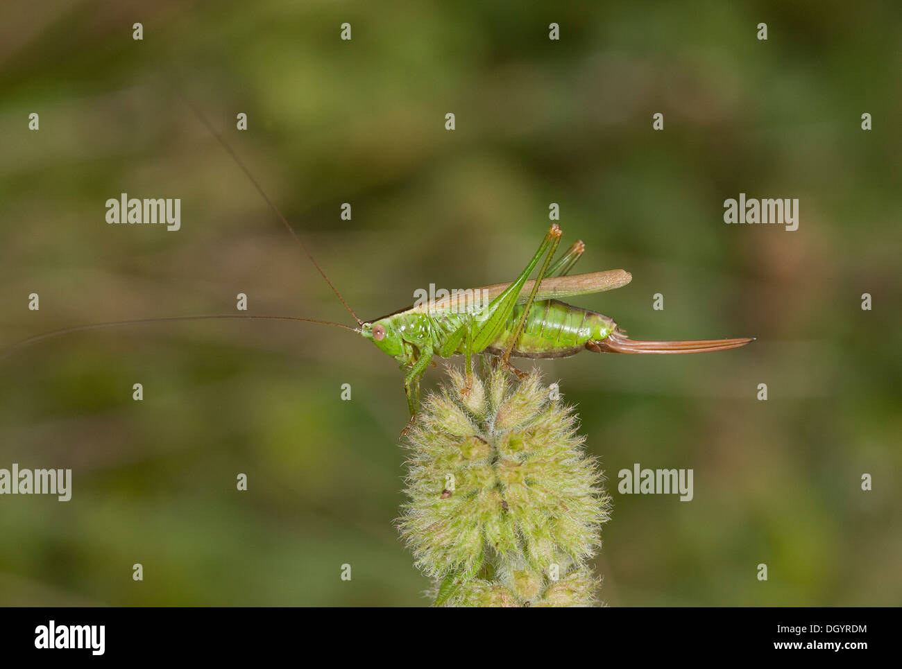 Female longwinged Conehead, Conocephalus discolor, bushcricket in