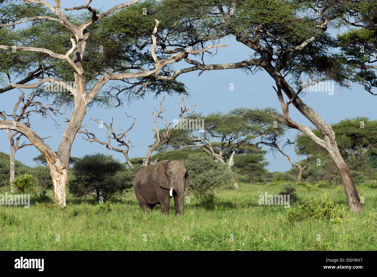 African elephant (Loxodonta africana) under Acacia trees in Tarangire National Park, Tanzania Stock Photo