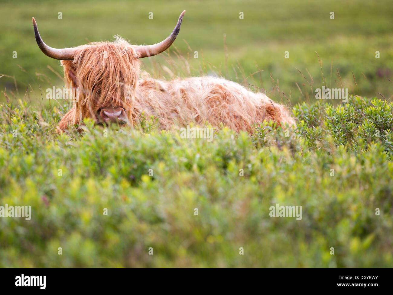 Highland cow on the Isle of Mull, Scotland Stock Photo - Alamy