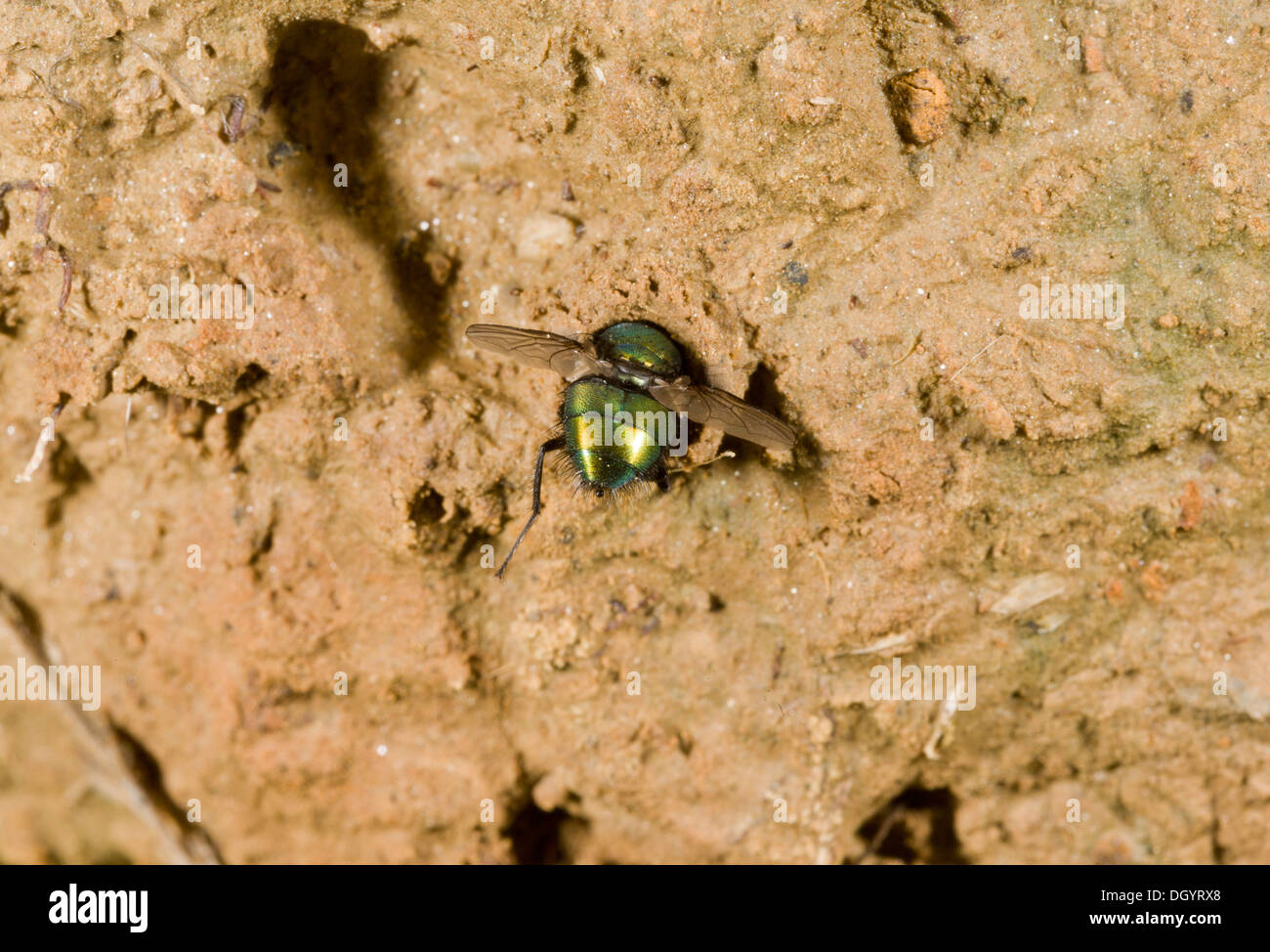 Greenbottle fly caught by larva of Coastal Tiger Beetle, Cliffs, West Dorset. Stock Photo