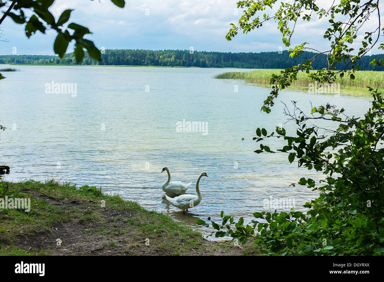 Wild swans on Mokre Lake, Mazury lake district Poland Stock Photo