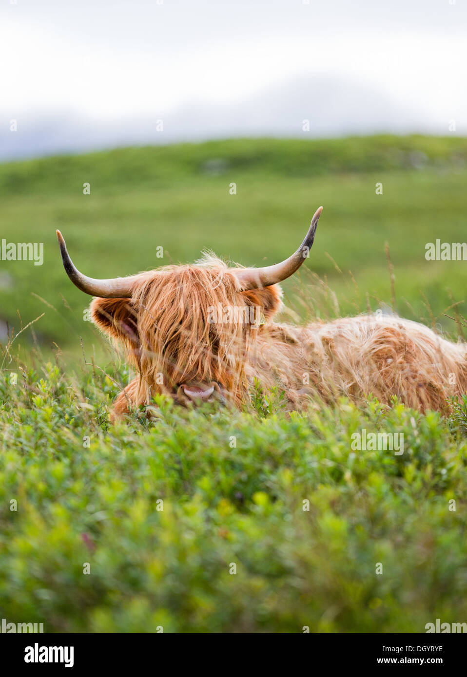 Highland cow on the Isle of Mull, Scotland Stock Photo - Alamy