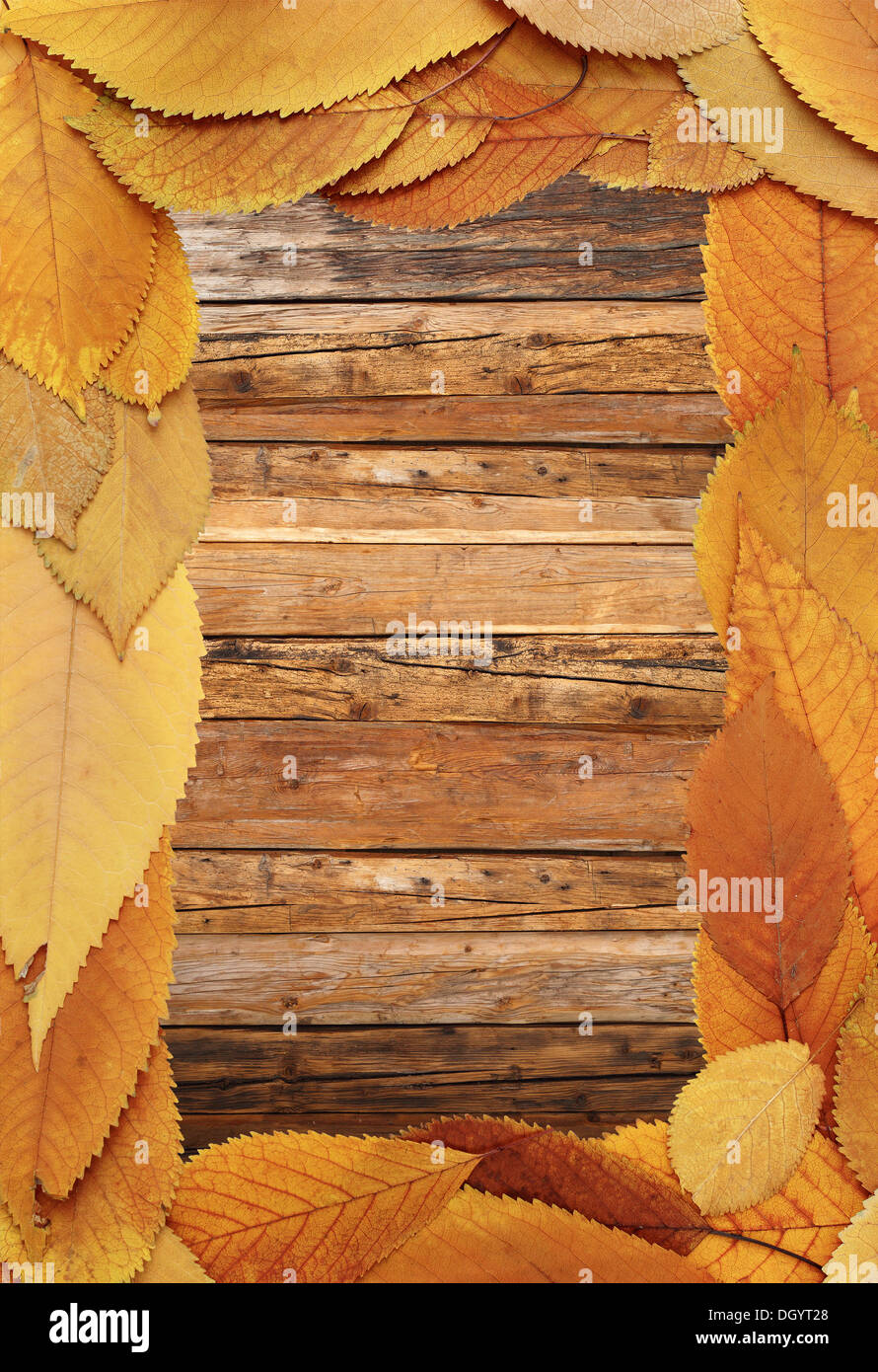 beautiful thanksgiving backdrop made from faded autumn leaves on wood table Stock Photo
