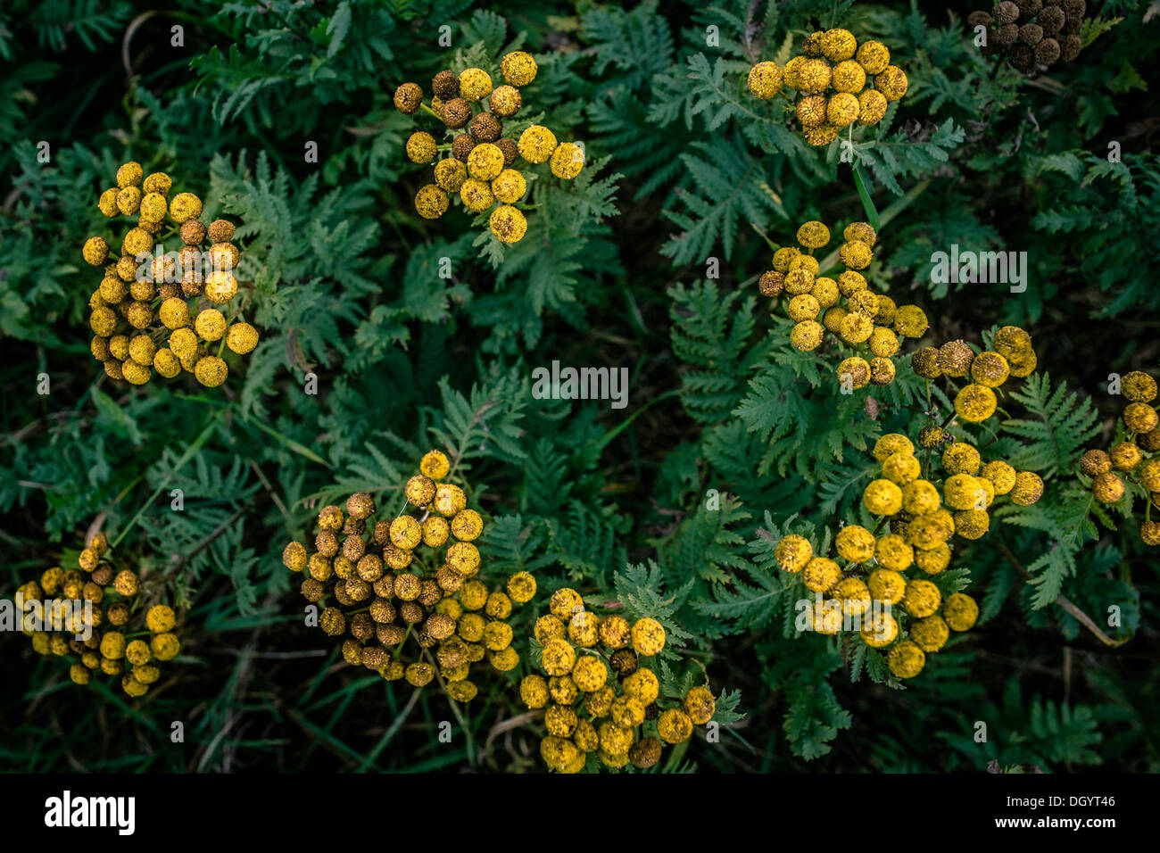 Yellow Tanacetum Vulgare flower from above Stock Photo