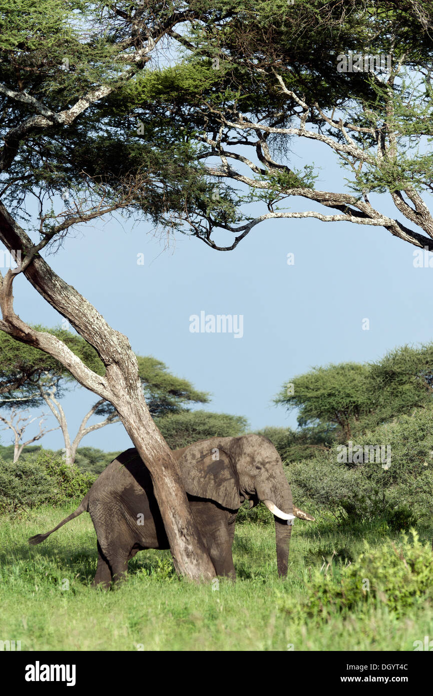 African elephant (Loxodonta africana) rubbing against an Acacia tree in Tarangire National Park, Tanzania Stock Photo