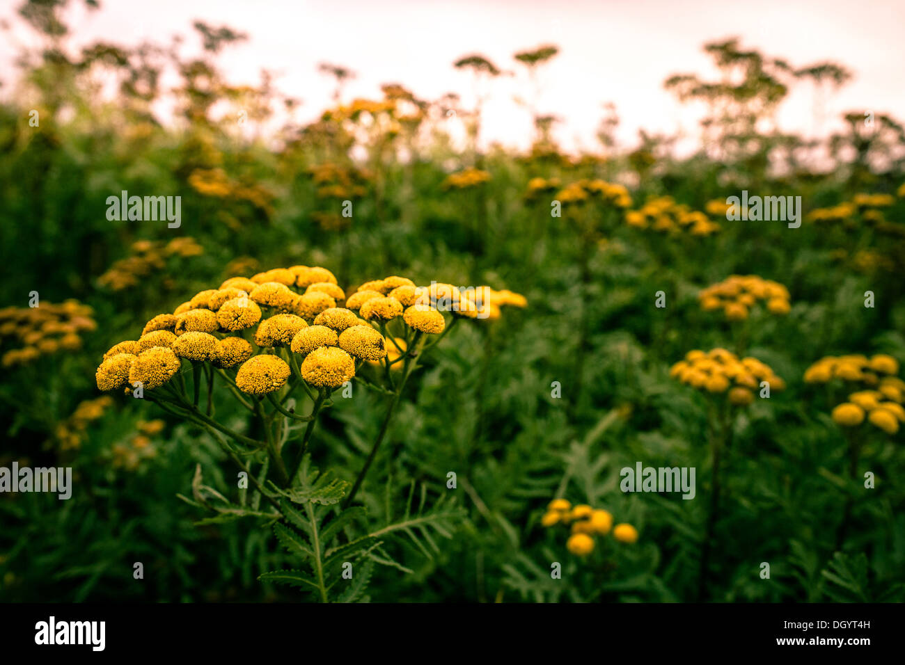 Yellow Tanacetum Vulgare flower on a field Stock Photo