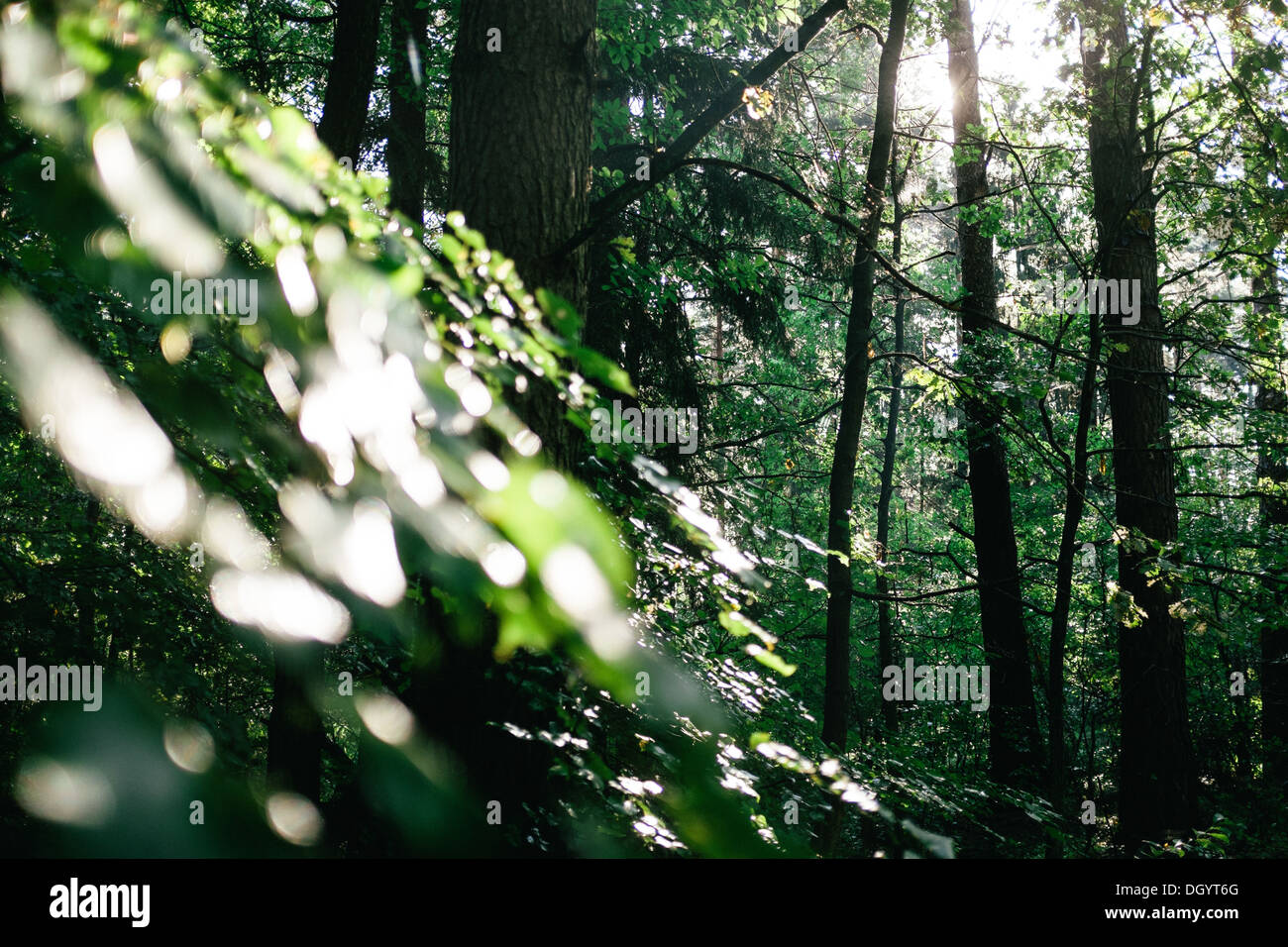 Dense forest, Mazury, Poland Stock Photo